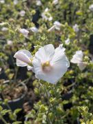 Wyevale Nurseries’ 2027 Retailers’ Catalogue, Lavatera Marshmallow Ice White